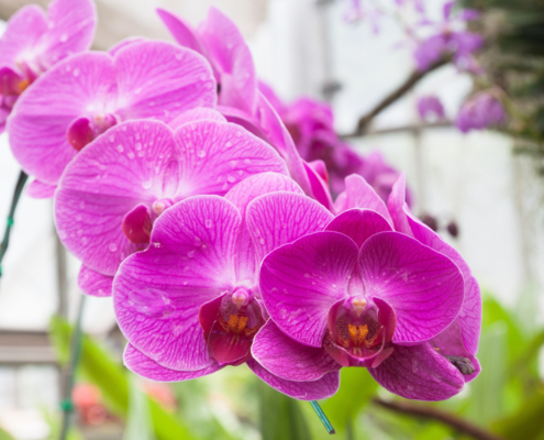Orquideas da Oficina da Terra Floricultura