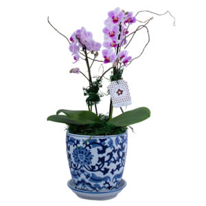 Orquídea Phaleanopsi Imperial Blue Garden -  PL023