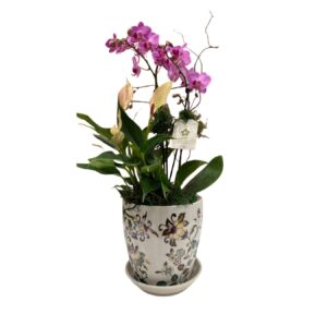 Orquídea Phalaenopsis Belle Époque - PL05