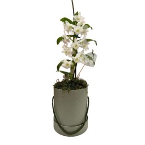 Orquídea Dendrobium Branca na Caixa Verde Oliva - PL04