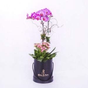 Orquídea Phaleanopsis – Caixa G - PL010