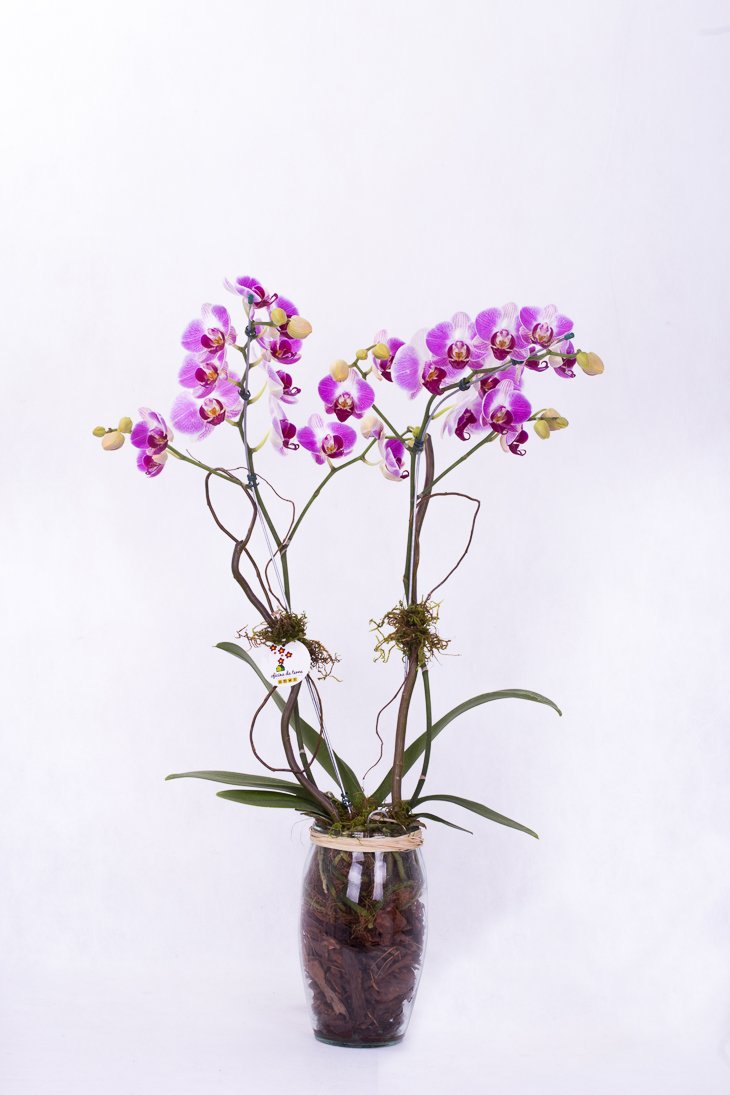 Orquídea Phaleanopsis - Vaso de Vidro - Oficina da Terra