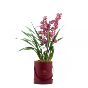 Orquídea Cymbidium - Caixa G - PL021