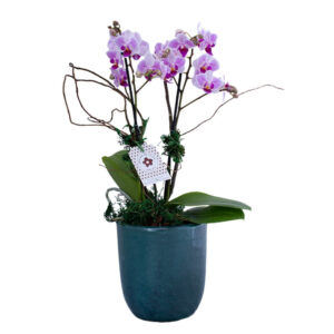 ORQUIDEA LILÁS - PL-010