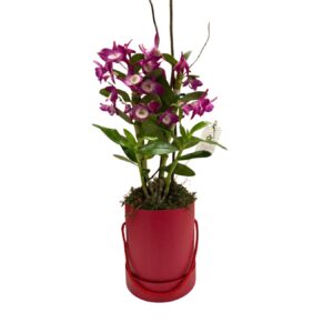 Orquídea Dendrobium Roxa na Caixa Vermelha - PL013
